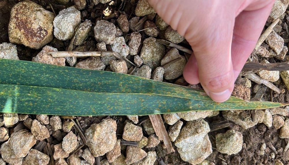Brown rust at a fungicide performance trial in 2024 